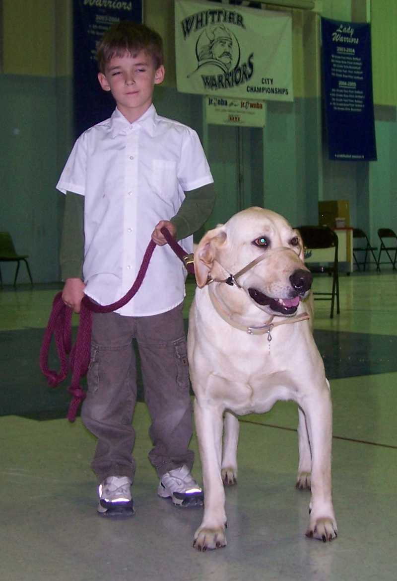 A young handler standing beside a large white dog on a red leash in a training class