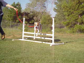 A handler guiding a dog over a white agility hurdle on a red lead