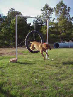 A dog running through the tyre jump on the agility field
