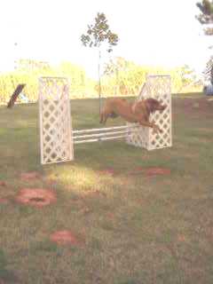 A dog leaping over an agility jump with white lattice sides