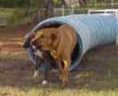 A dog running out of the blue agility tunnel