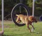 A dog jumping through the tyre on the agility field