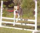 A dog balancing on the raised dog-walk plank